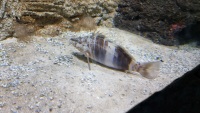 Schriftbarsch (Serranus scriba).